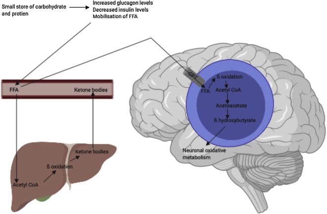 ketosis brain