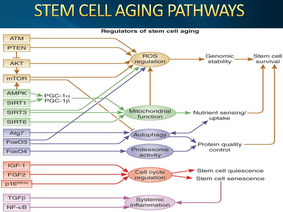 Keto diet and autophagy