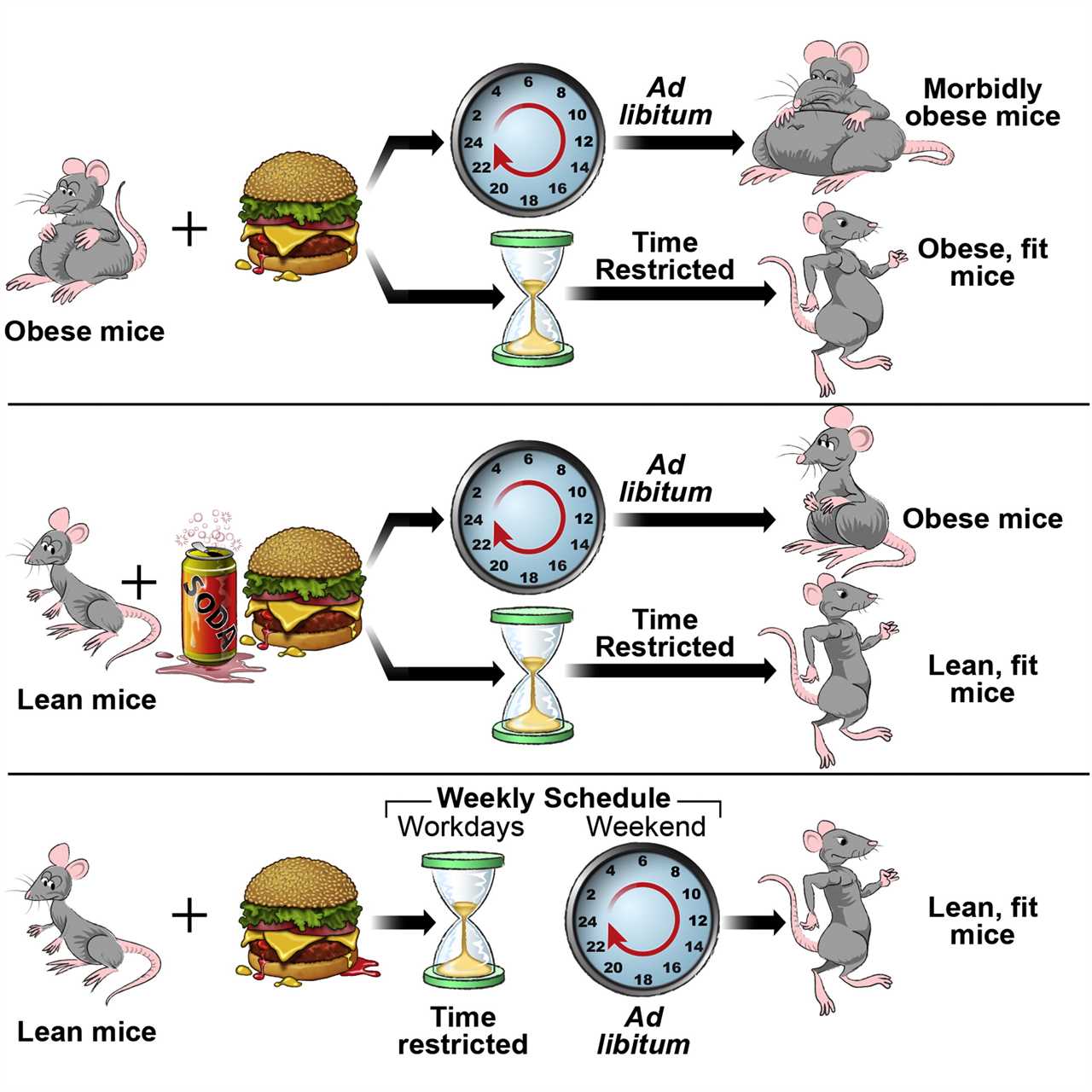 Keto diet and fasting mimicking diets