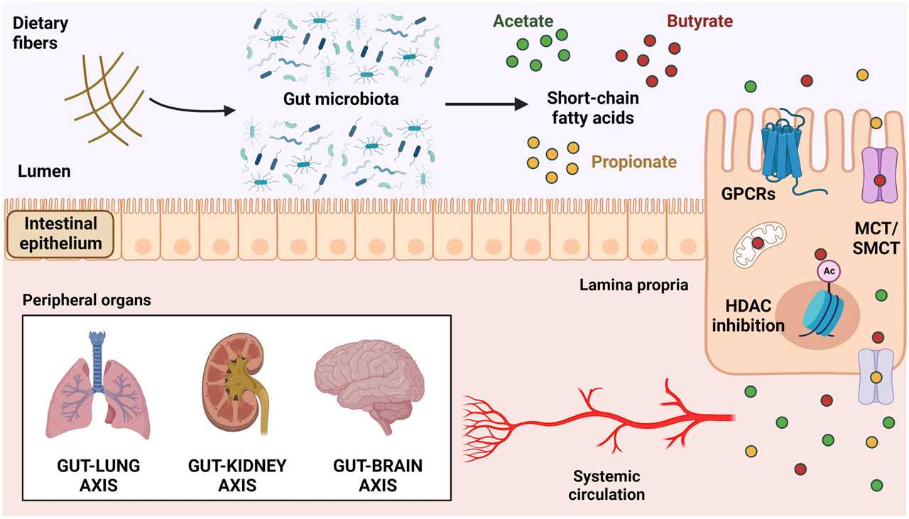 The impact of a plantbased diet on the gutskin axis and reducing the risk of skin infections