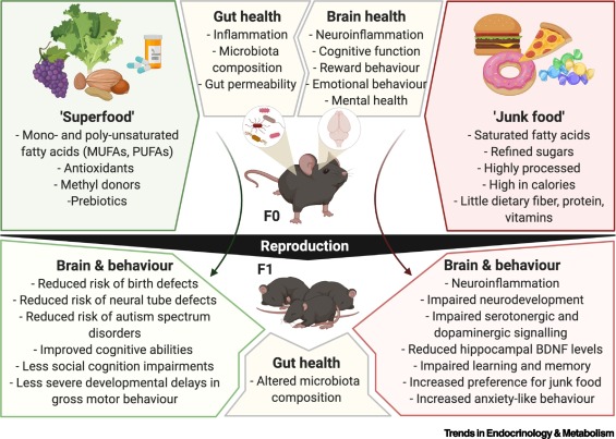 Plantbased diet on gutbrain axis and reducing the risk of neurodegenerative diseases