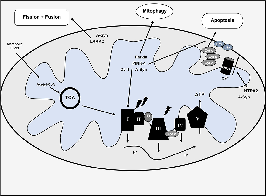 Intermittent fasting and brain health research 2023