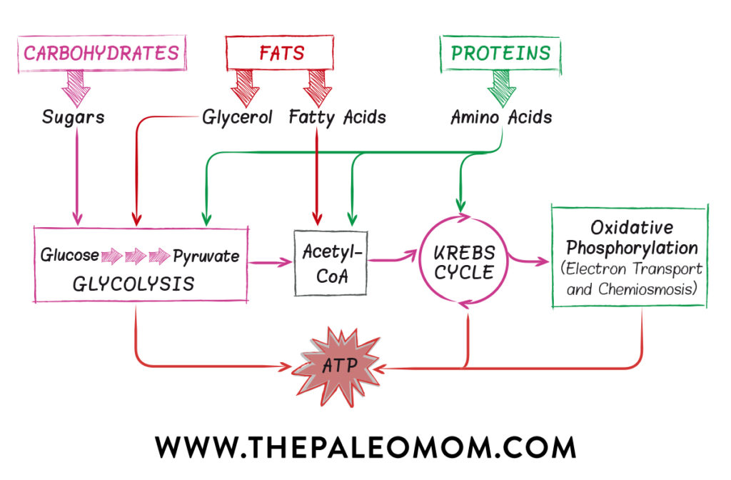 Paleo Diet and energy levels