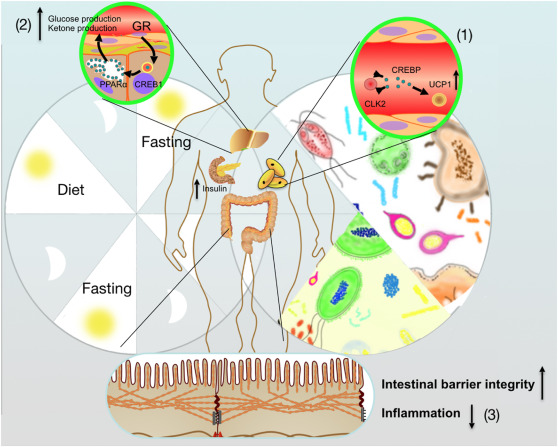 Intermittent fasting and gut health research 2023