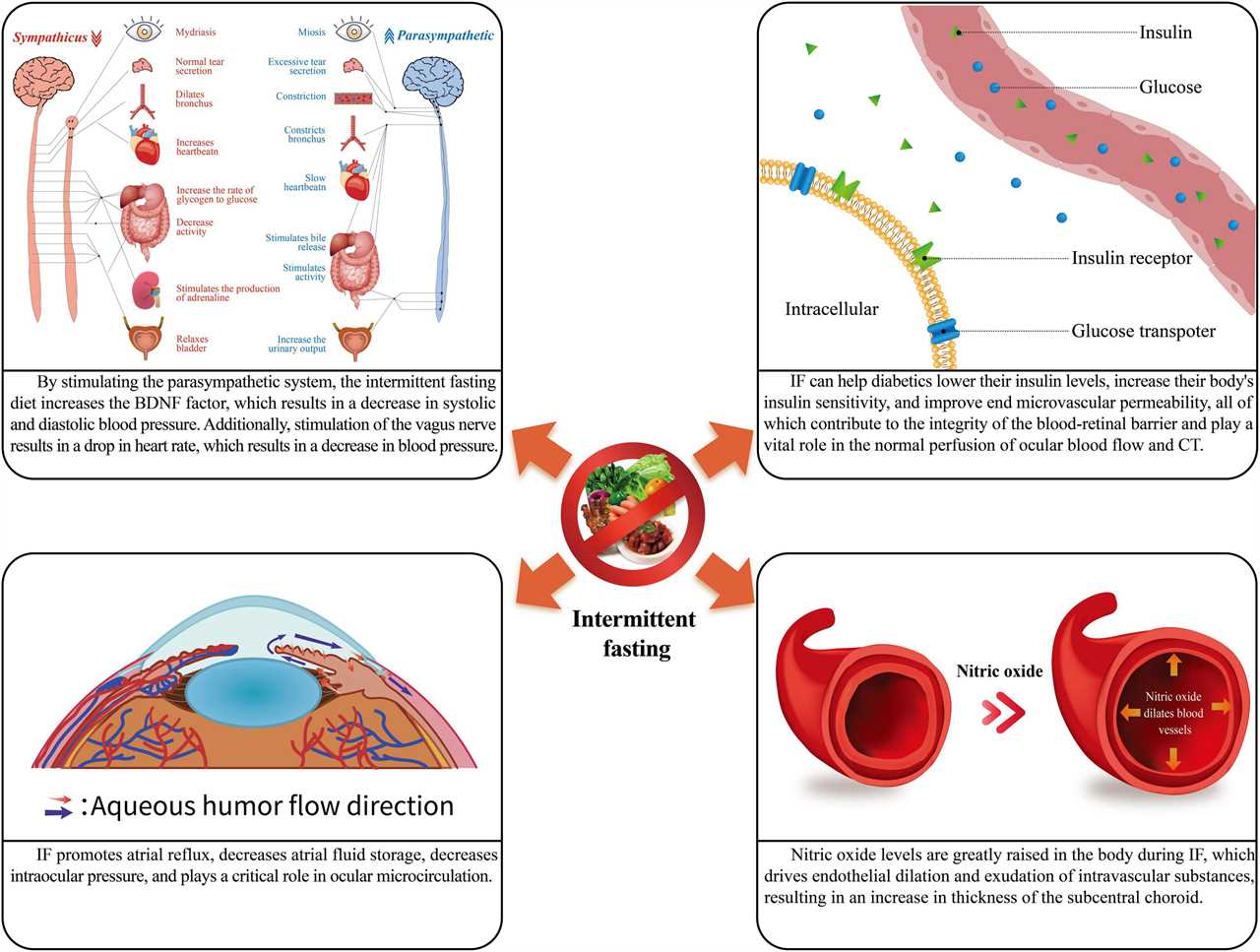 Intermittent fasting and antioxidants