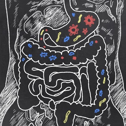 Intermittent fasting and gut permeability