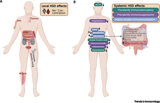 The impact of a plantbased diet on the immune system and reducing the risk of infections