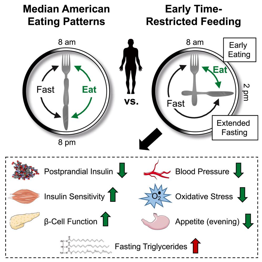 Intermittent fasting and meal timing for night owls