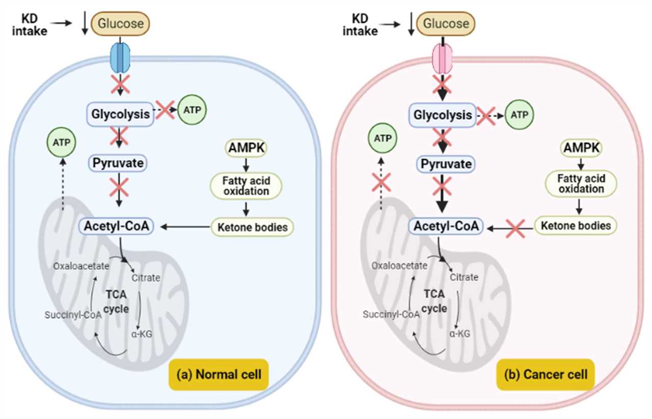 The sustainability of the ketogenic diet A critical analysis