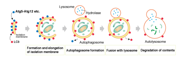 Autophagy For Anti-Aging