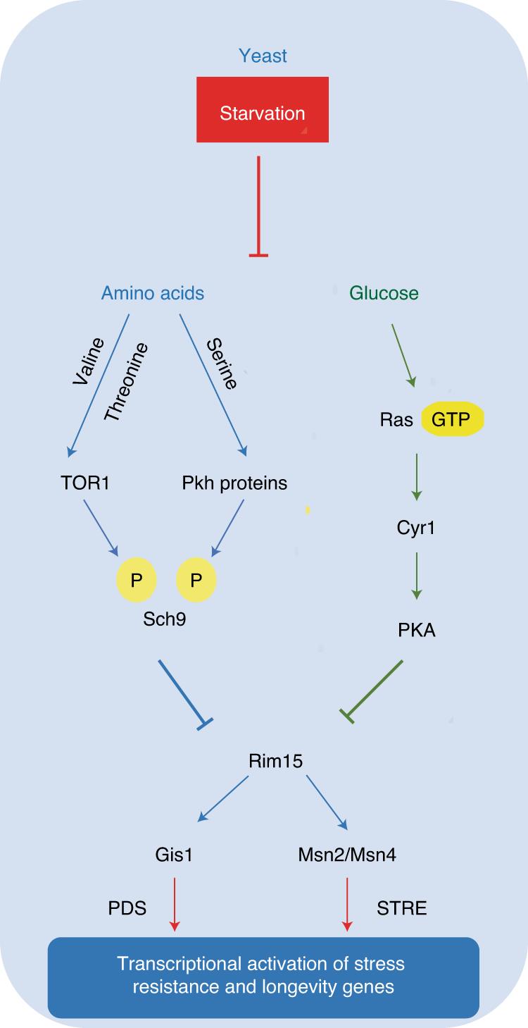 Intermittent fasting and the effects on oxidative stress