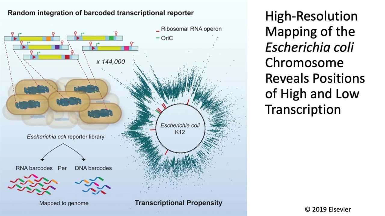 Gene expression