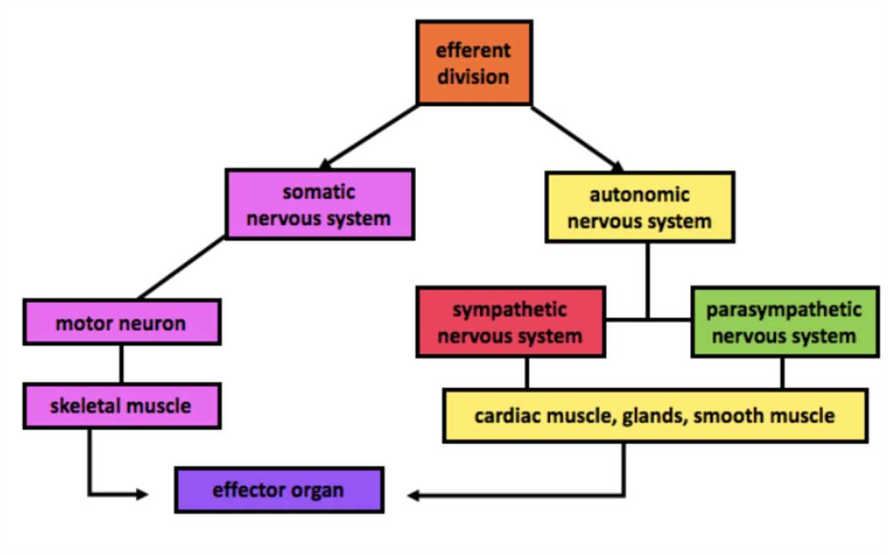 Autonomic nervous system