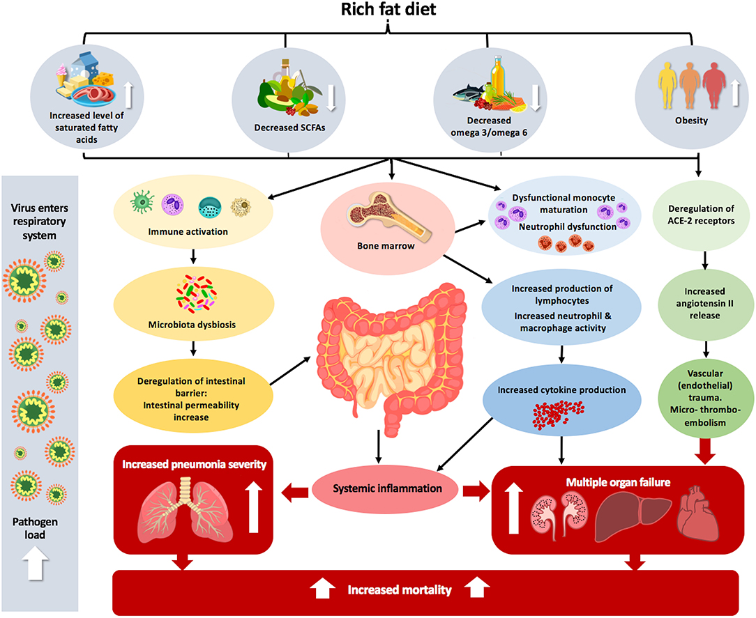 Intermittent fasting and the immune system