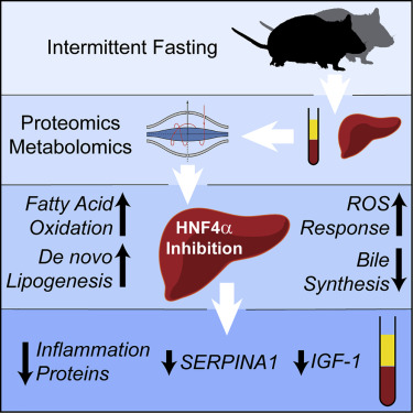 Intermittent fasting and hormone regulation