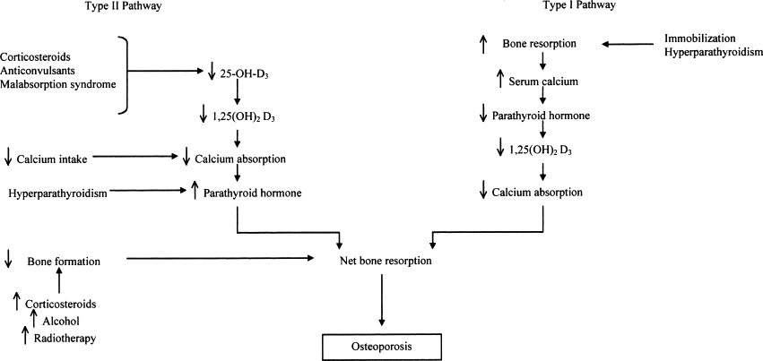 Intermittent fasting and bone health the impact on osteoporosis