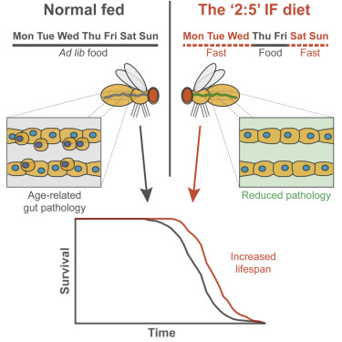 Intermittent fasting and the effects on the microbiome