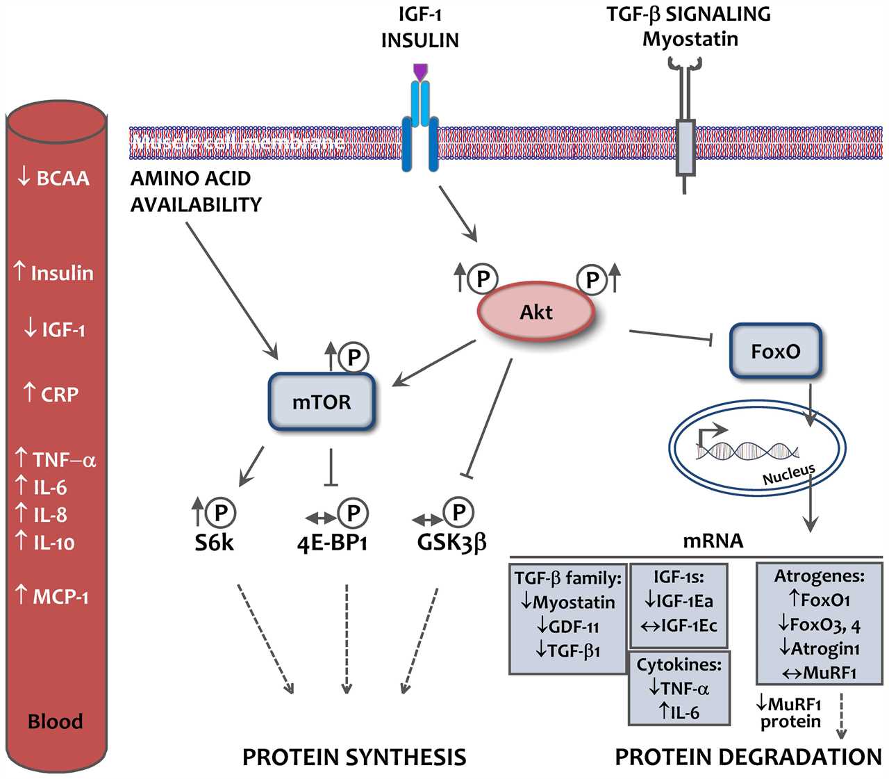 Muscle protein synthesis