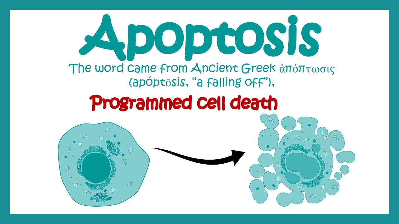 Apoptosis