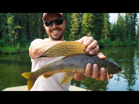 Fishing for Arctic Grayling in Alaska | Summer Boating Delta Clearwater River