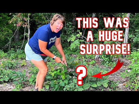 You Won't Believe What We Found On The Farm!