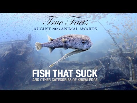 True Facts: Fish That Suck