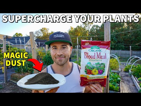 This MAGIC BLACK DUST Will Make Your Veggies Grow Like Weeds!
