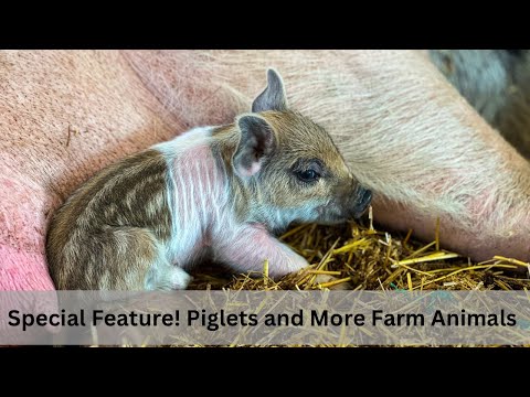 Farm Animals for Kids, Featuring Newborn Piglets