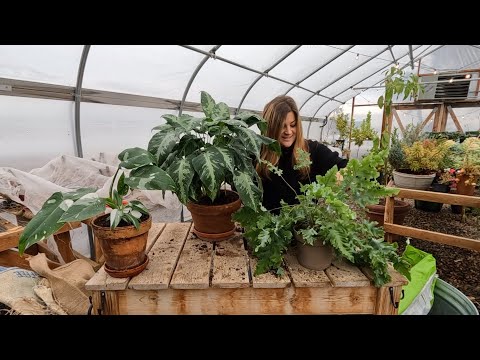 3 New Leafjoy Houseplants + Starting Geranium & Lisianthus Seeds! 🪴😍✨ // Garden Answer