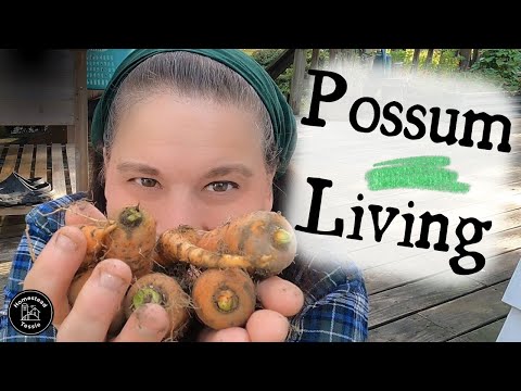 9am~ Possum Living ~Every Single Thing Counts!