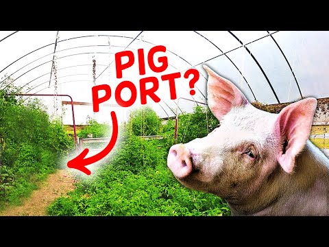 You Can't Get This Pork at the Grocery Store | I'm Building a PIG PORT