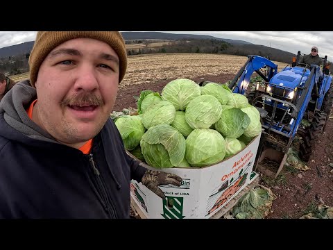 FROZEN FINGERS AND BIG CABBAGES