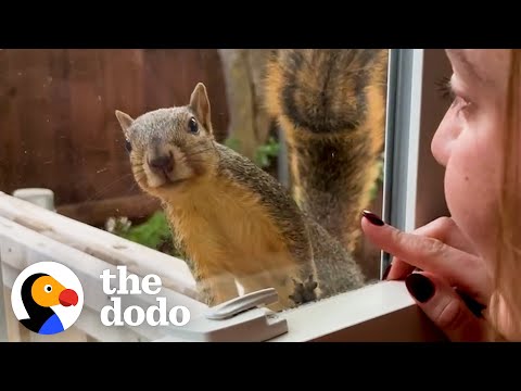 Wild Squirrel Taps On Woman's Window To Play | The Dodo