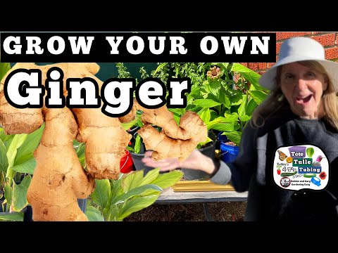 How to Grow Ginger in Containers SEE Harvest * MUST KNOW TIPS Growing from Store Bought Vegetables