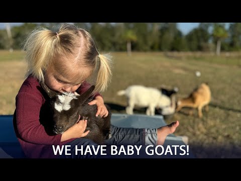 Our Family is Growing - We have Baby Goats!