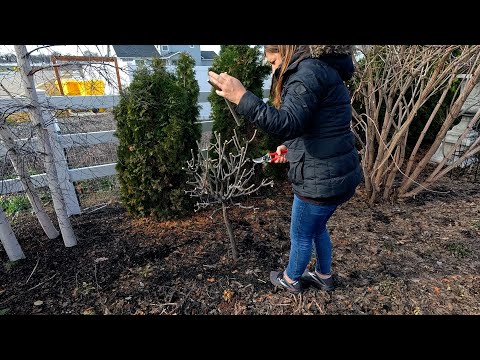 Pruning Tree Hydrangeas & Removing Stakes from Trees By the Pond! 🥰✂️🌿 // Garden Answer