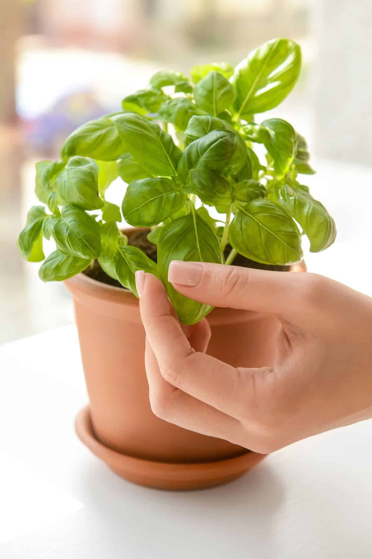 A hand pinching off a leaf of basil from a potted basil plant.