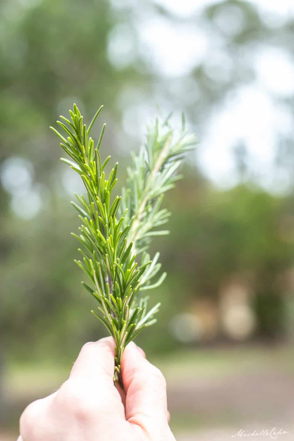 hand holding up a fresh rosemary sprig