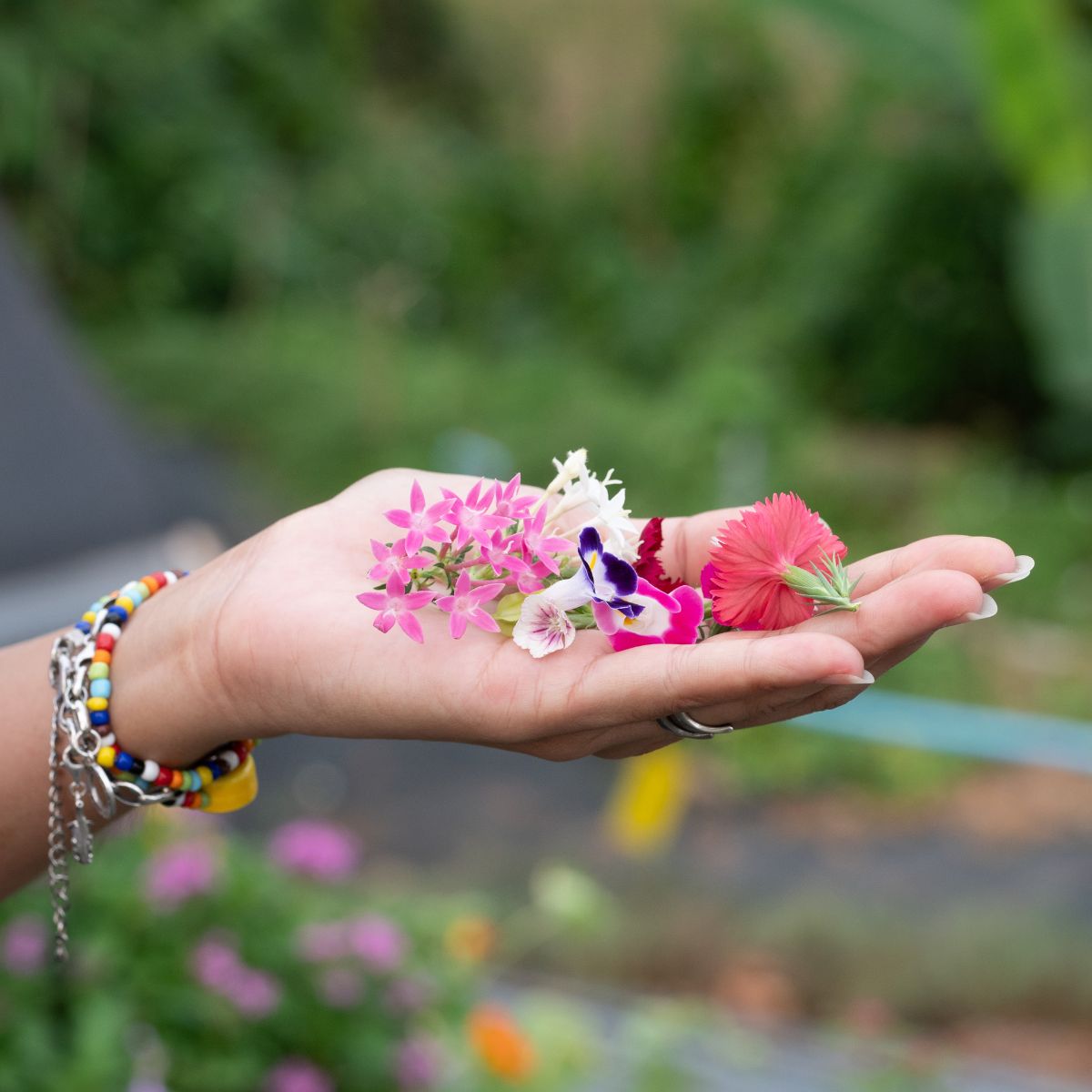 A hand holding edible flowers.
