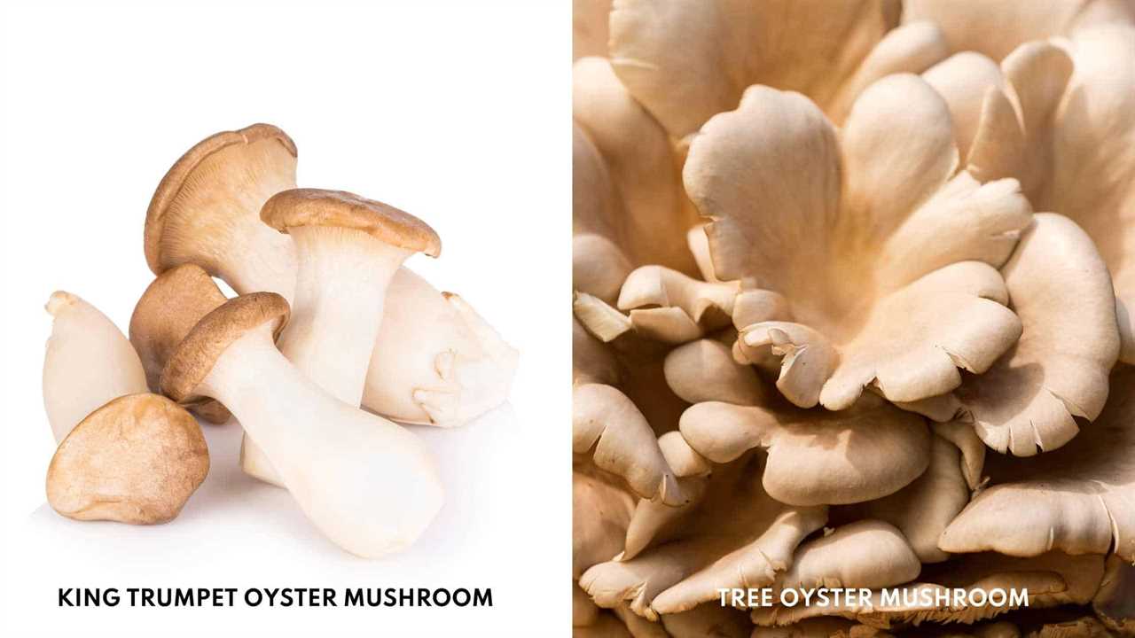 King oyster mushroom vs tree oyster mushroom photos.