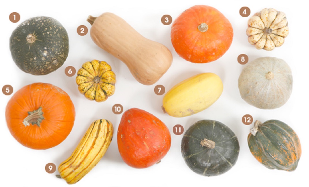 visual-guide-winter-squash_612